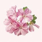 ゼラニウムの香りのウォッシュ&ミルクローション