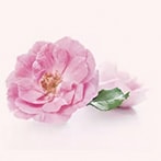 ダマスクローズの香りのオイル