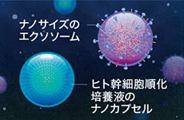 融合の様子1