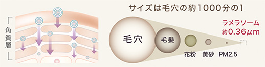 ラメラソームとは?