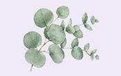 ユーカリ葉油