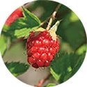 ヨーロッパキイチゴ果実エキス＊