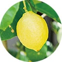 レモン果実エキス