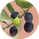 オリーブ果実油