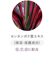 センネンボク葉エキス