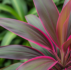 センネンボク葉エキス〈ハリ肌成分〉