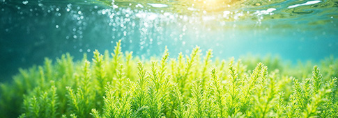 海藻由来の天然ジェルアルギン酸Na