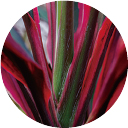 センネンボク葉エキス