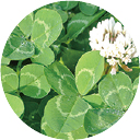 シロツメクサエキス