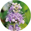 セイヨウニンジンボク果実エキス