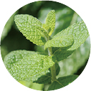 セイヨウハッカ葉エキス