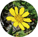 アルニカ花エキス